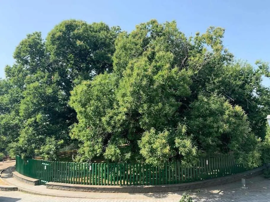 Casa Leopina Apri Gli Occhi E Vola Oltre Il Mare Villa Sant'Alfio